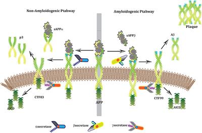 Analyzing the Behavior of Neuronal Pathways in Alzheimer's Disease Using Petri Net Modeling Approach